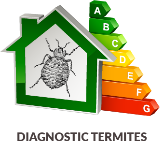 Diagnostic Termites en Ile de France : SPQR Diagnostics immobiliers
